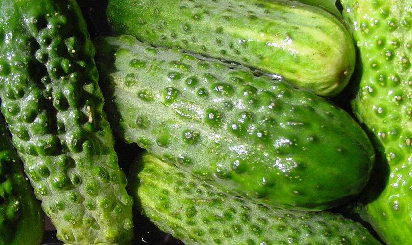 огурцы-3.jpg