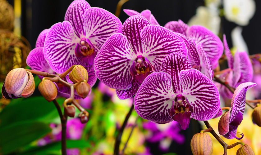 орхид-5.jpg