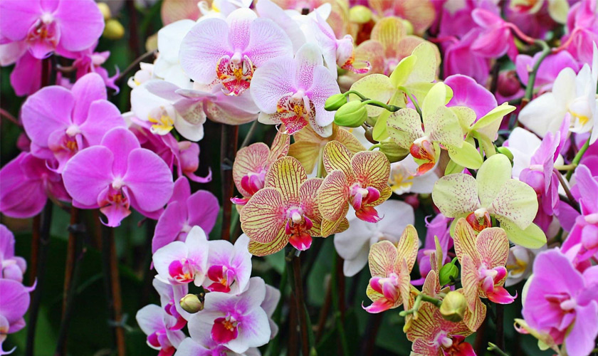 орхид-3.jpg