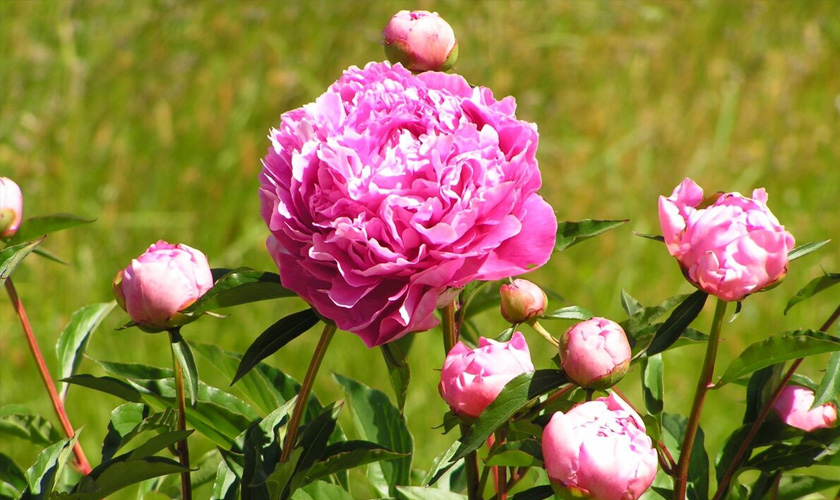 лукцвет-4.jpg лукцвет-4.jpg