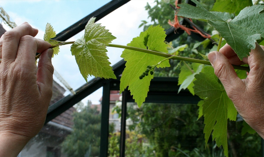 Можно ли обрывать листья на винограде летом и осенью