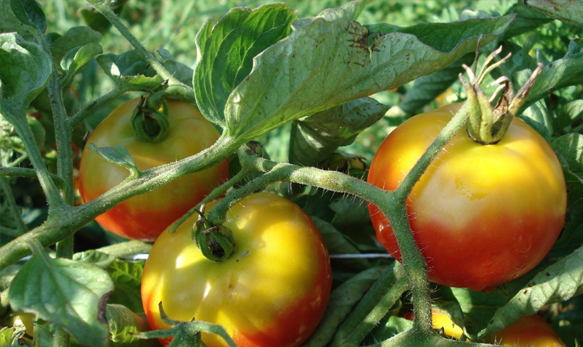 Причины, по которым томаты неравномерно созревают и окрашиваются