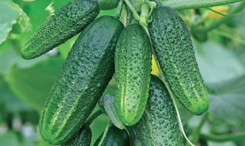огуртеплиц-конни.jpg