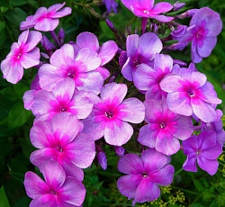 Флокс (Российская селекция) - Дымчатое Суфле