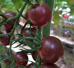 Томат Черный шоколад