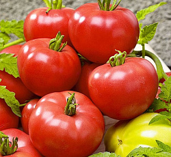 Томат Берберана F1