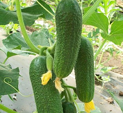Огурец Малютка-Анютка F1