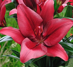 Лилия (ЛА-гибрид) - Мираж