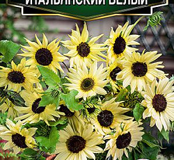 Подсолнечник Итальянский белый