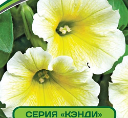 Петуния Кэнди Цитронелла F1 крупноцветковая прямостоячая