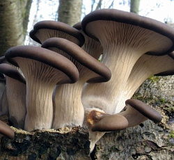 Вешенка Обыкновенная