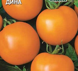 Томат Дина