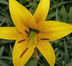 Лилия (ОТ-гибрид) - Голд Класс