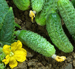 Огурец Настя-на-счастье F1