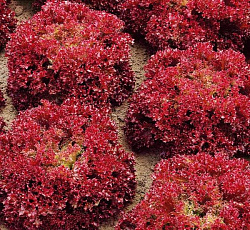 Салат Гранатовые кружева (листовой)