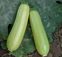 Кабачок Искандер F1