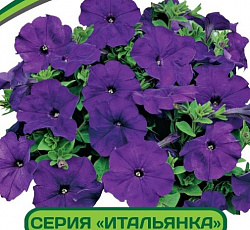 Петуния Итальянка Азерра F1 многоцветковая каскадная