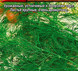 Укроп Ханак