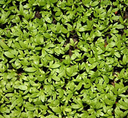 Кресс-салат Весенний