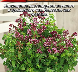 Душица (орегано) обыкновенная Лебедушка