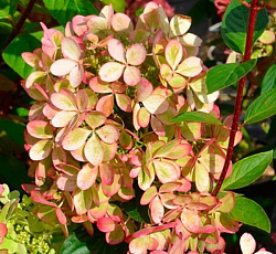 Гортензия метельчатая (Патио) - Пастель Грин (Люкс)