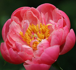 Пион (Травянистый) - Корал Сансет