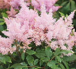 Астильба (гибридная) - Шугаберри