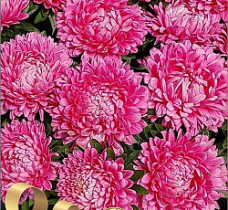 Астра китайская Май Леди Роз