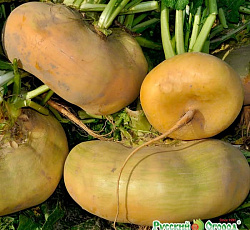 Репа Русский размер