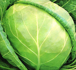 Капуста белокочанная Июньская