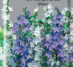 Колокольчик Пирамидальный Микс