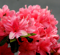 Азалия (японская) - Марушка