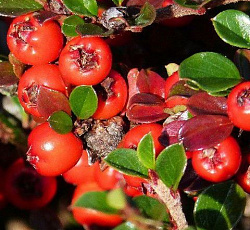 Кизильник горизонтальный Клюквенная россыпь