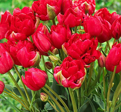 Тюльпан (Многоцветковый) - Эстетик