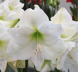Амариллис (простой) - Монблан