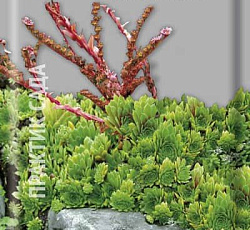 Молодило Кровельное