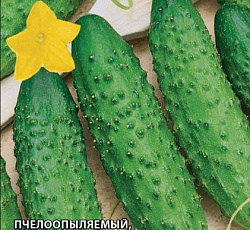 Огурец Дальневосточный 27