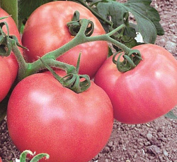 Томат Розамарин F1