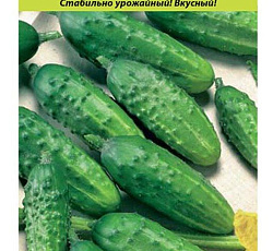 Огурец Любимчик