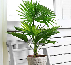 Ливистона Нефрит