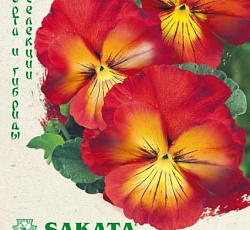 Виола Виттрока Великолепие красное F1