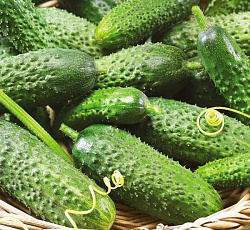 Огурец Мадрилене F1