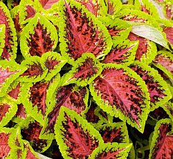 Колеус Солнечный свет Арбузный