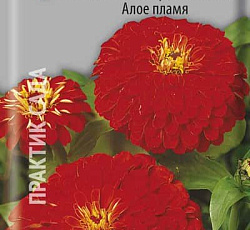 Цинния георгиноцветковая Алое пламя