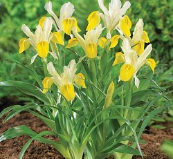 Ирис - Юнона бухарская