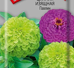 Цинния изящная Павлин