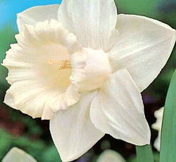 Нарцисс (Трубчатый) - Маунт Худ