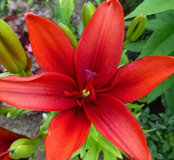 Лилия (азиатская) - Детройт