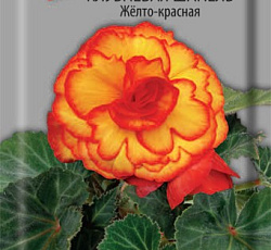 Бегония клубневая Шанель Желто-красная