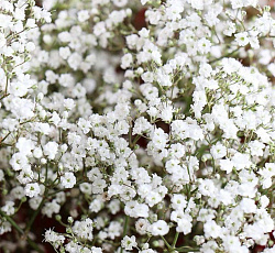 Гипсофила (метельчатая) - Бристол Фэйри